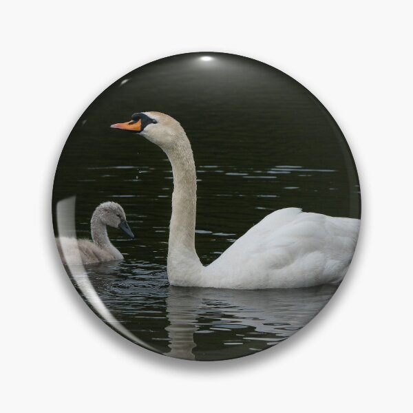 Artikelvorschau, Schwan und Cygnet entworfen und verkauft von cmphotographs.
