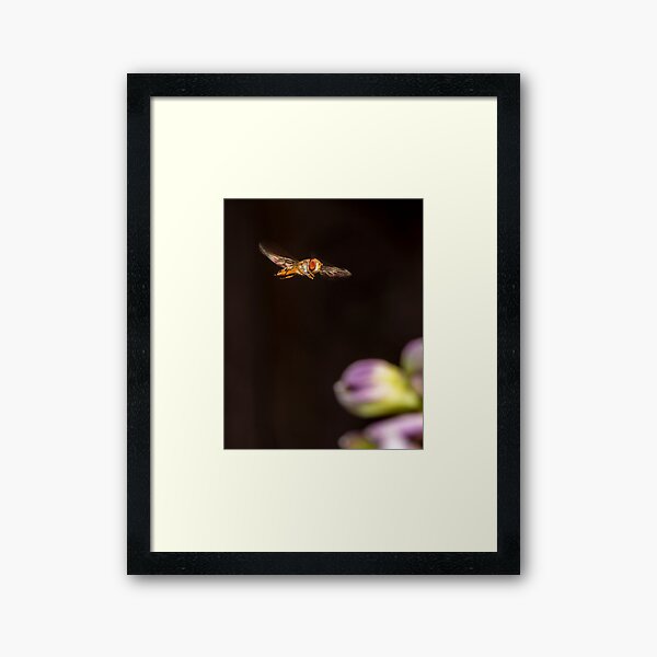 A hover fly Framed Art Print