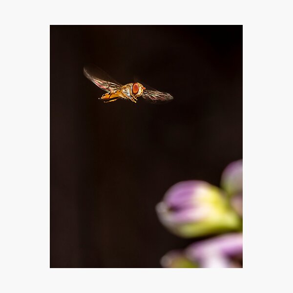 A hover fly Photographic Print