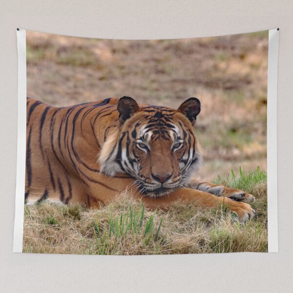 Item preview, A Fabulous Malayan Tiger designed and sold by Karen Thomson.
