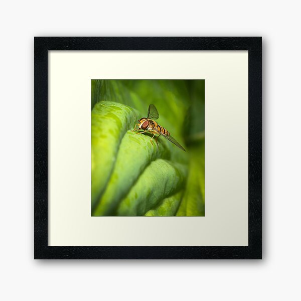 A hover fly Framed Art Print