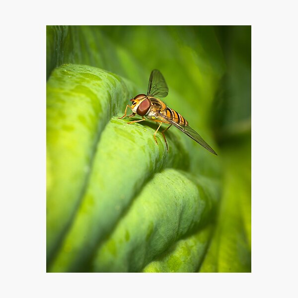 A hover fly Photographic Print