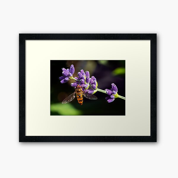 A hover fly Framed Art Print