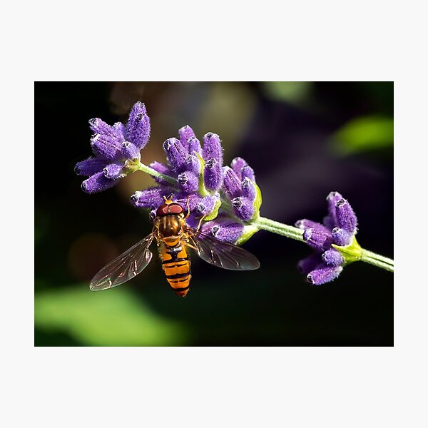A hover fly Photographic Print