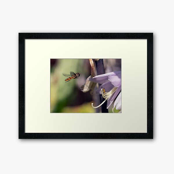 A hover fly Framed Art Print