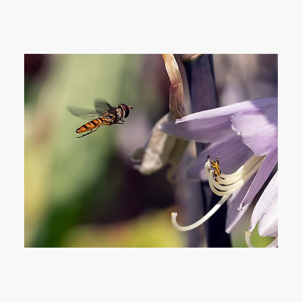 A hover fly Photographic Print