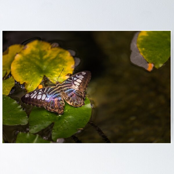 Item preview, Tropical Beauty designed and sold by Calazones-Flics.
