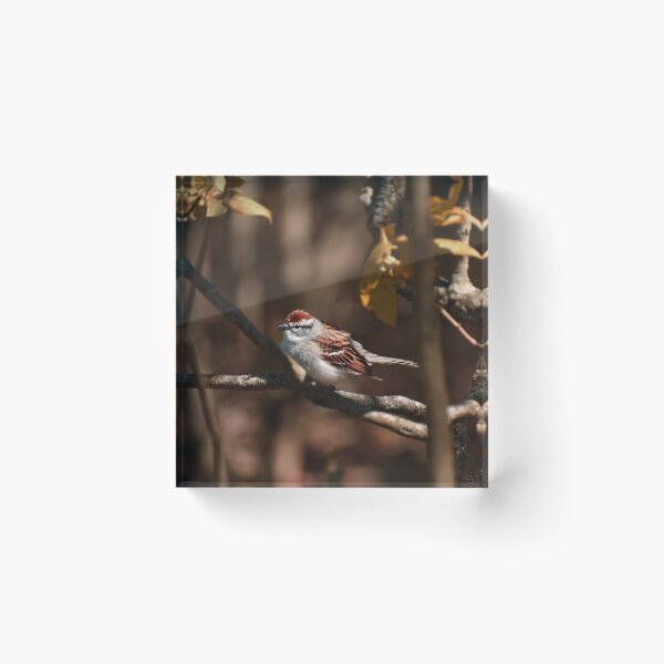 Item preview, Chipping Sparrow designed and sold by Veronica Pollock.