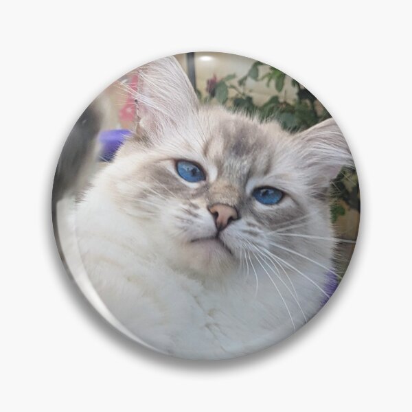 Item preview, Saoirse the lynx ragdoll designed and sold by Fluffycat2020.