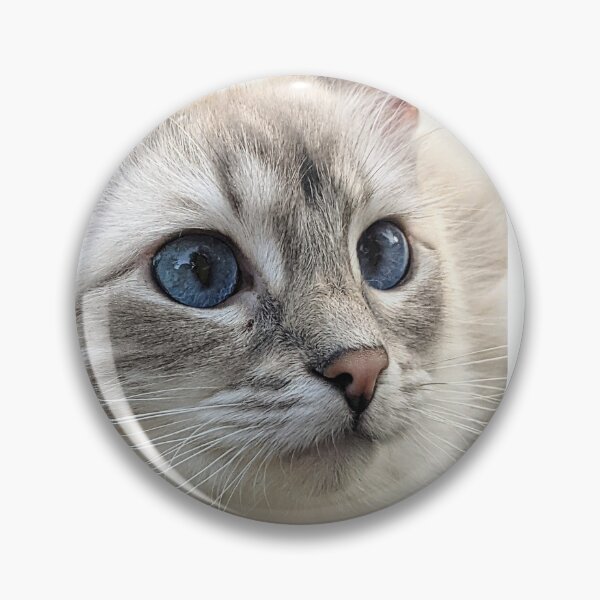 Item preview, Saoirse the lynx ragdoll designed and sold by Fluffycat2020.
