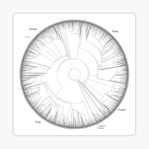 Tree of Life Hillis Plot Sticker