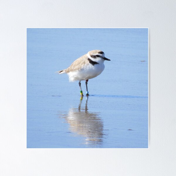 Item preview, Schneeregenpfeifer designed and sold by happynaturalist.