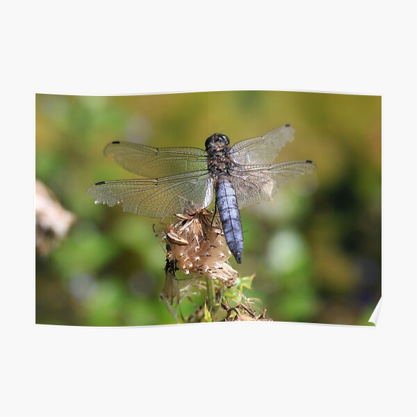 Broad bodied Chaser Poster