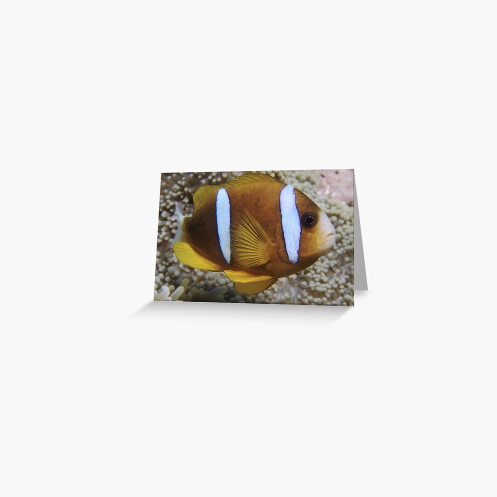 Barrier Reef Anemonefish Greeting Card