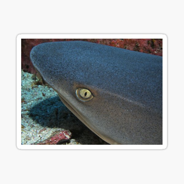The Eye of a White Tip Reef Shark Sticker
