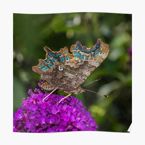 Comma Butterfly Poster