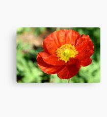 Eye Popping Canvas Print