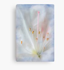 White and Pink Azalea Canvas Print