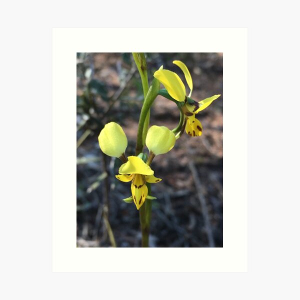 Item preview, Lemon Double tail Ground Orchid of the Warrumbungles designed and sold by Vivian Evans.