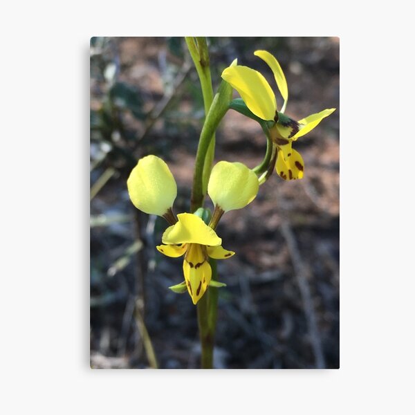 Item preview, Lemon Double tail Ground Orchid of the Warrumbungles designed and sold by Vivian Evans.
