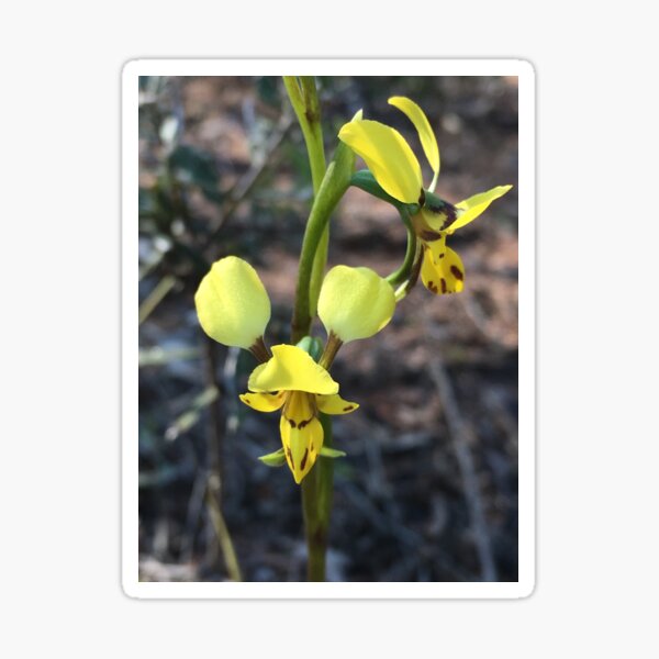 Item preview, Lemon Double tail Ground Orchid of the Warrumbungles designed and sold by Vivian Evans.