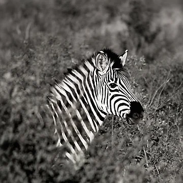 Artwork thumbnail, Zebra by RBDESIGN SHOP