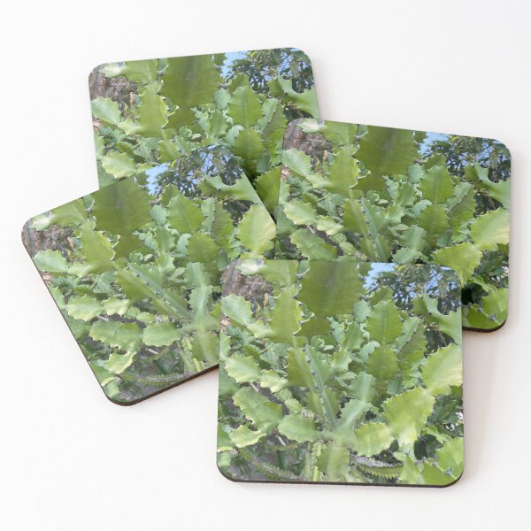 Item preview, Euphorbia Antiquorum Leaves designed and sold by Sinemathk.