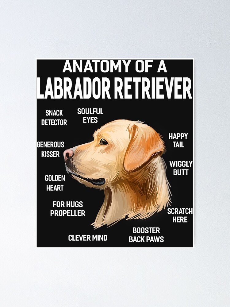 Dogs 365 Anatomy of a Labrador Retriever Dog Funny Gift Premium Dogs 365 Anatomy of a Labrador Retriever Dog Funny Gift Premium