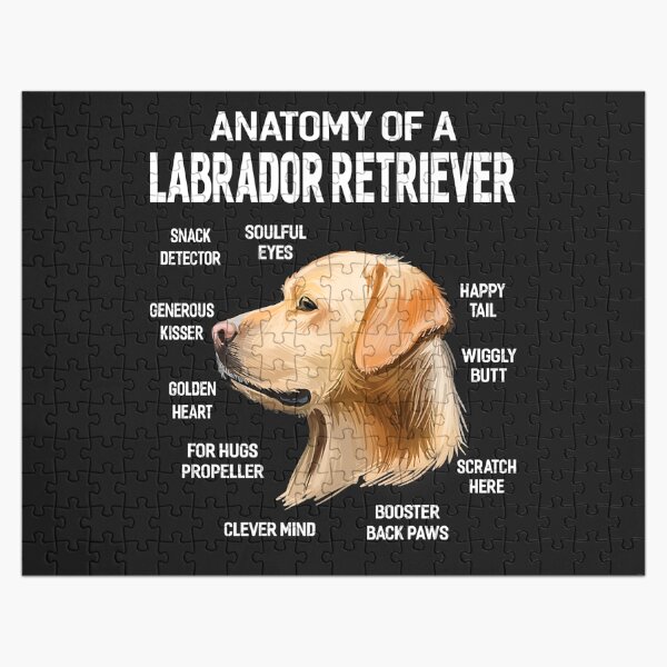 labrador messy drinker