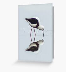 Banded Stilt Greeting Card