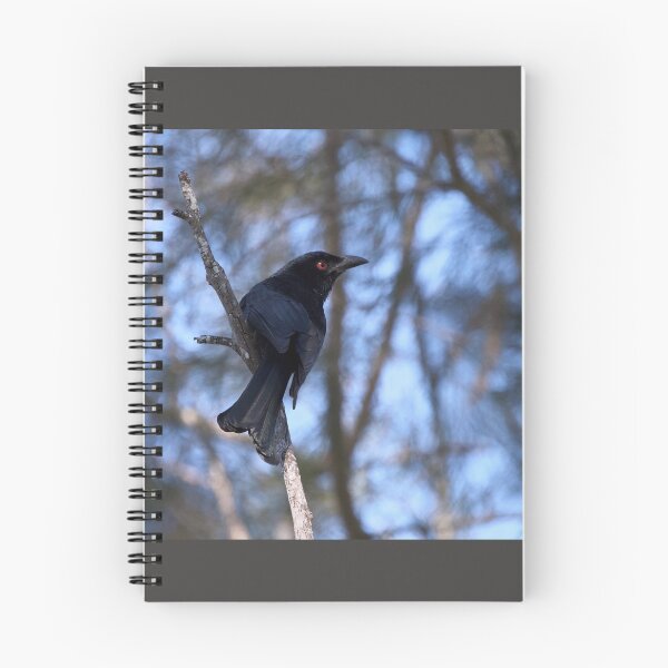 Item preview, Spangled drongo designed and sold by MargsNaturePix.