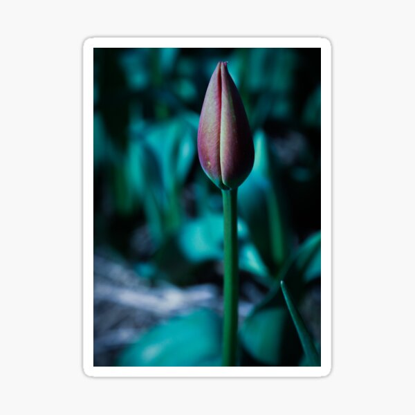 Item preview, Tightly Closed Bud designed and sold by Marie  Cardona.