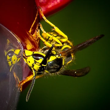 Artwork thumbnail, Yellowjacket by RandyHume