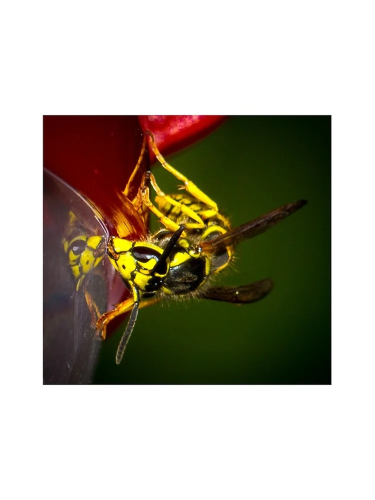 Thumbnail 5 of 5, iPhone Case, Yellowjacket designed and sold by RandyHume.