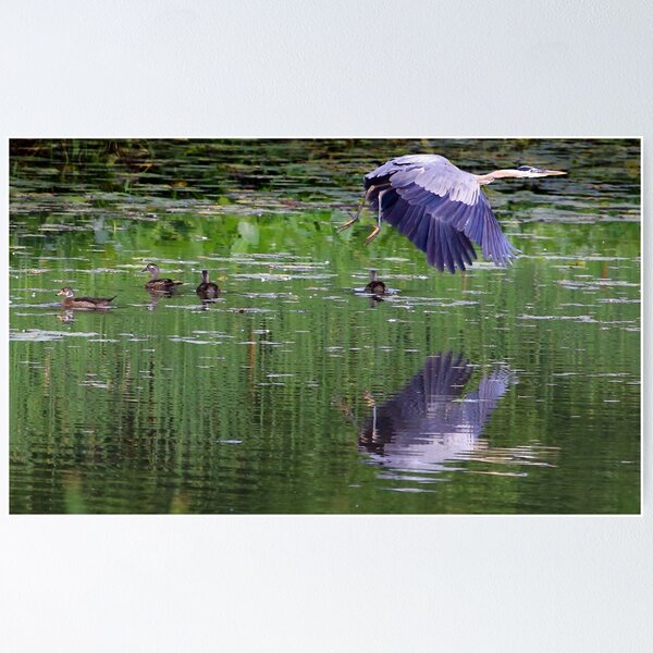 Item preview, Great Blue Heron and Wood Ducks designed and sold by LisaCook1.