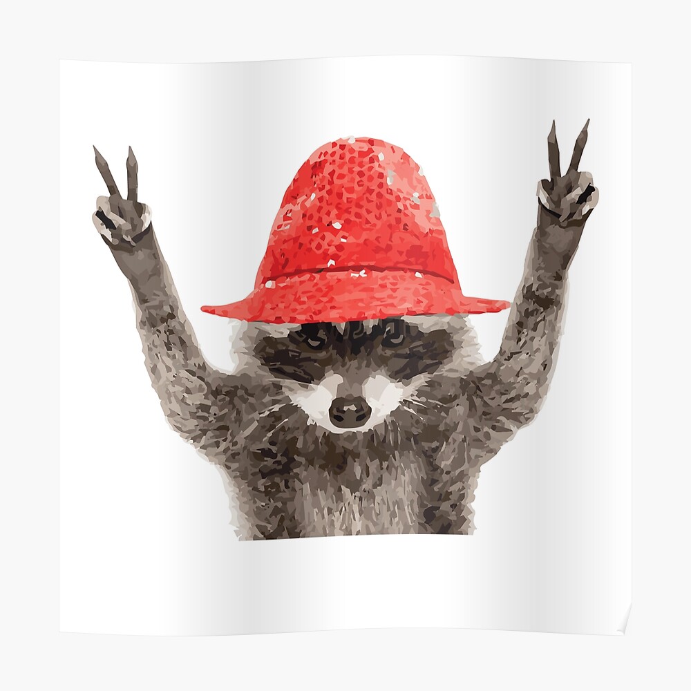 raccoon with funny hat