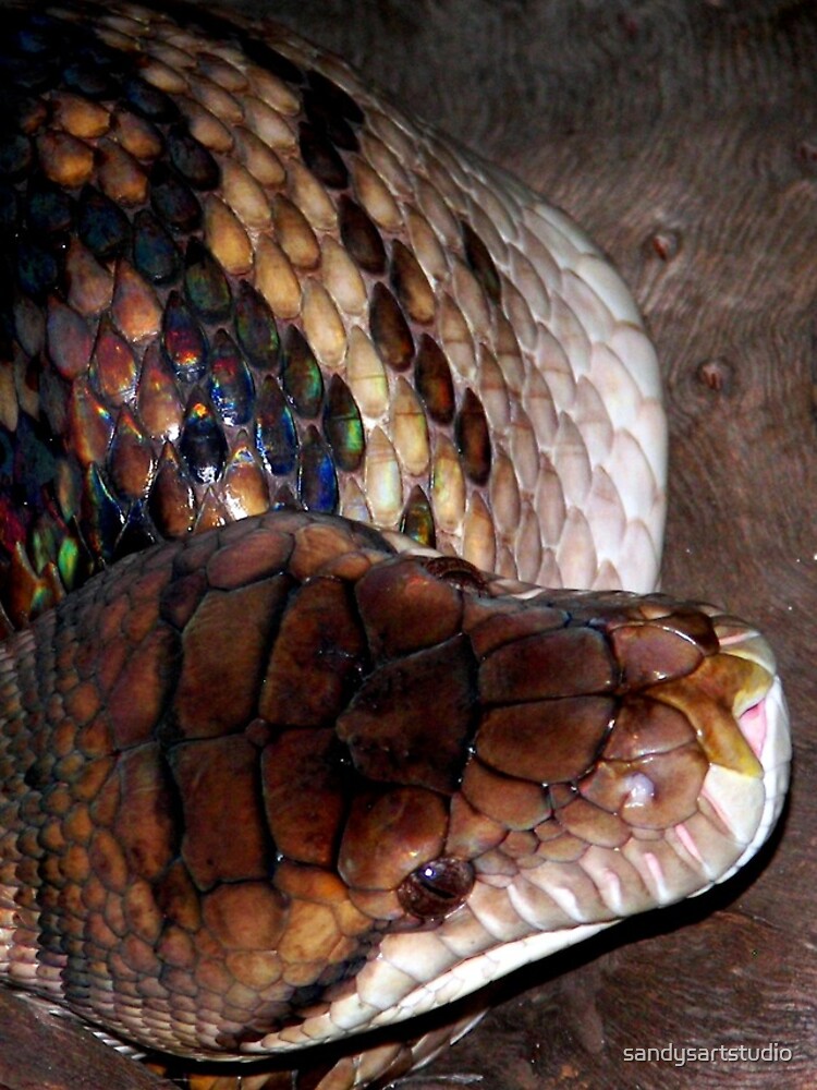 Thumbnail 4 of 4, iPhone Case, Australian Python designed and sold by sandysartstudio.