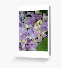 Hydrangeas in bloom; La Mirada, CA USA Greeting Card
