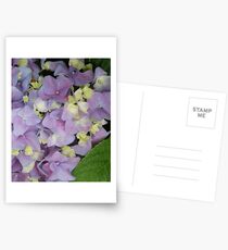 Hydrangeas in bloom; La Mirada, CA USA Postcards