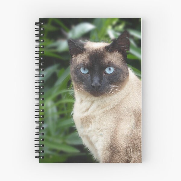 Item preview, Blue eyed boy. designed and sold by Paul Pasco.