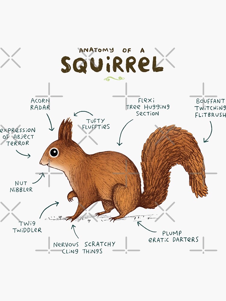 Anatomy of a Squirrel by SophieCorrigan