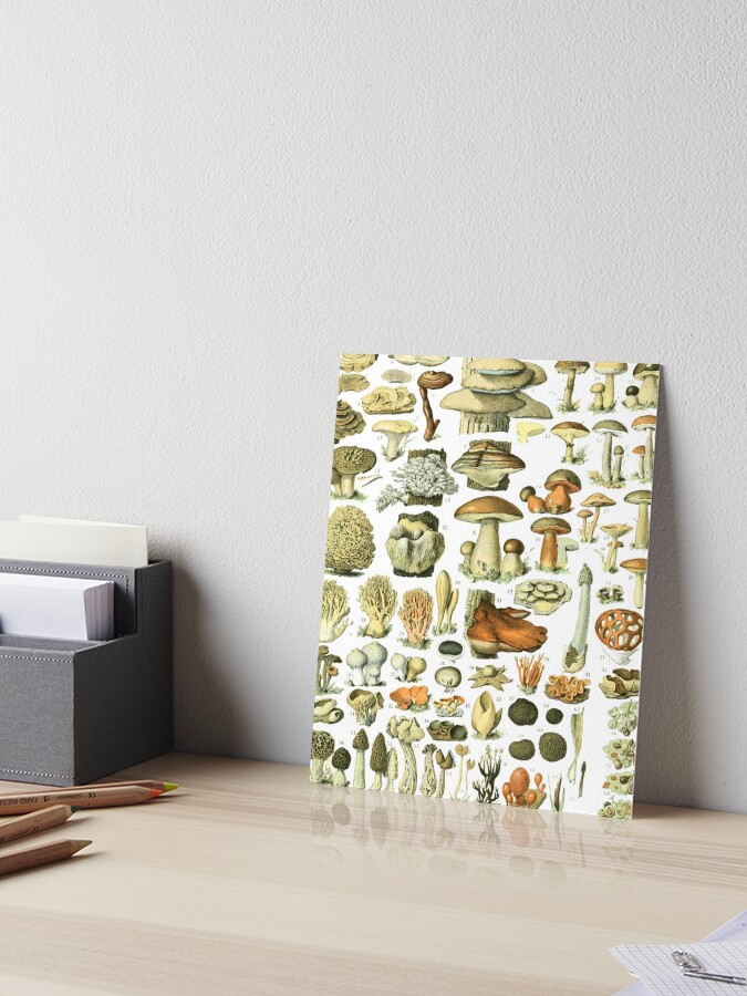 Vintage Mushroom Decorative Christmas Wrapping Paper | Holiday Paper |  Gifts for Wildcrafter | Gift for Mushroom Lover | Nature Paper | Natural  Gift