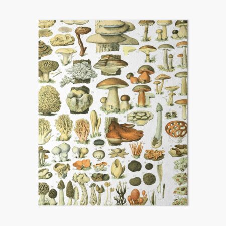 Vintage 1800s Mushroom Variety Mushrooms Template Wrapping Paper