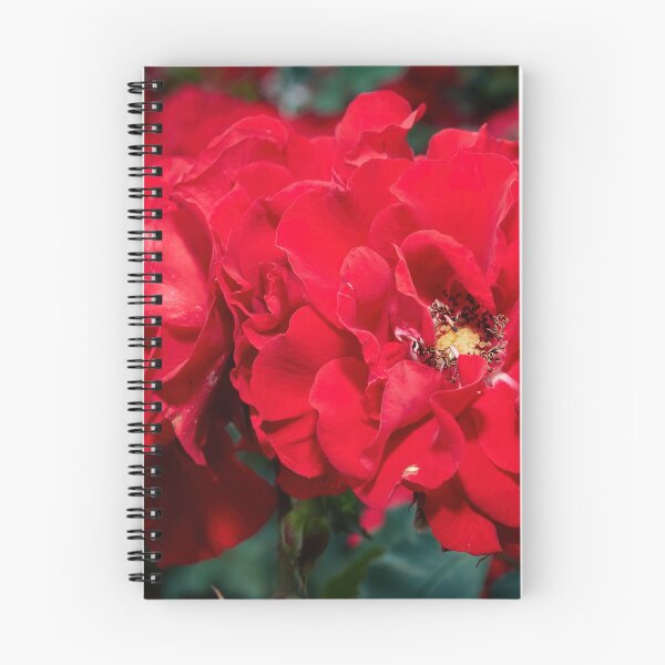 Item preview, Double red roses designed and sold by Jouko Lehto Photography.