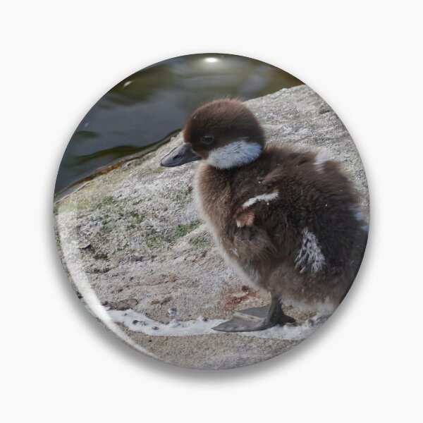 Item preview, Sometimes you just step on it. Common goldeneye designed and sold by Jouko Lehto Photography.