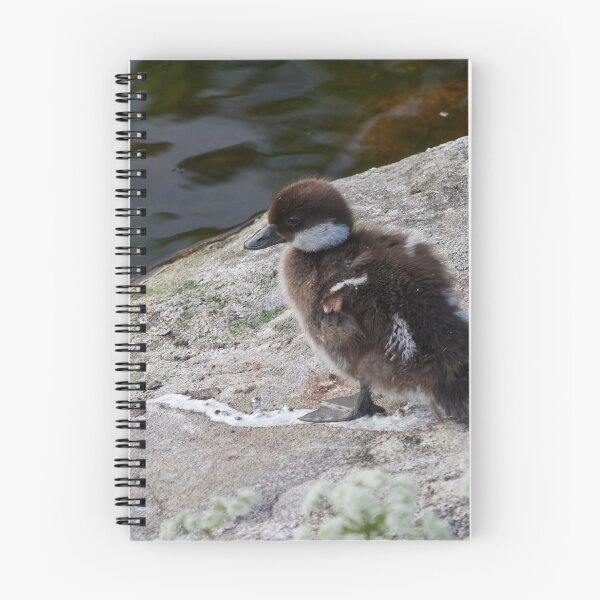 Item preview, Sometimes you just step on it. Common goldeneye designed and sold by Jouko Lehto Photography.