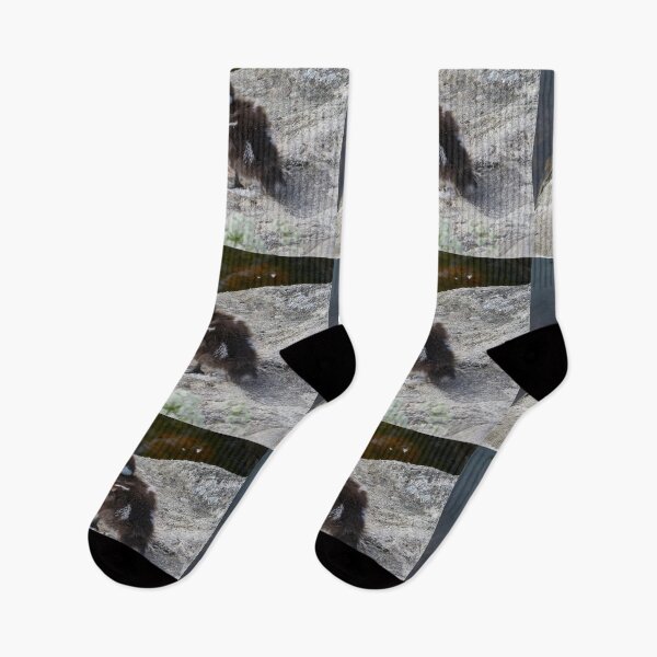 Item preview, Sometimes you just step on it. Common goldeneye designed and sold by Jouko Lehto Photography.