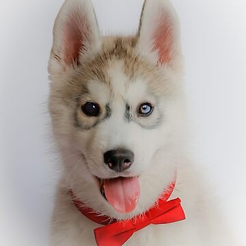 Husky with outlet bow tie