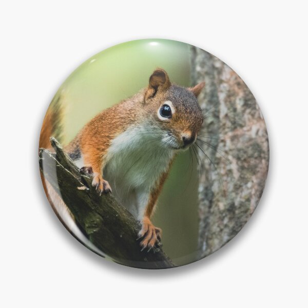 Item preview, Animals | American Red Squirrel designed and sold by YI-Creations.