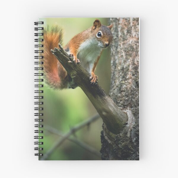 Item preview, Animals | American Red Squirrel designed and sold by YI-Creations.